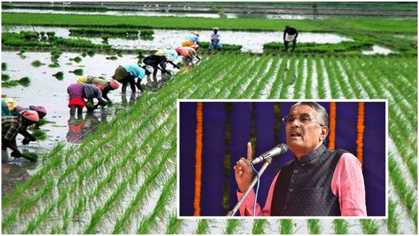 Gujarat Rain: કમોસમી વરસાદના કારણે ઉભા પાકને ચાર લાખ હેક્ટર સુધી નુકસાન