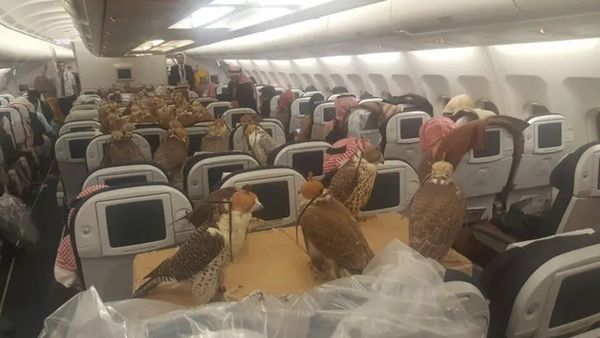 આ દેશમાં પક્ષીઓનો પણ બને છે પાસપોર્ટ, પ્લેનમાં પક્ષીઓની સીટ બુક કરીને થાય છે ટ્રાવેલ