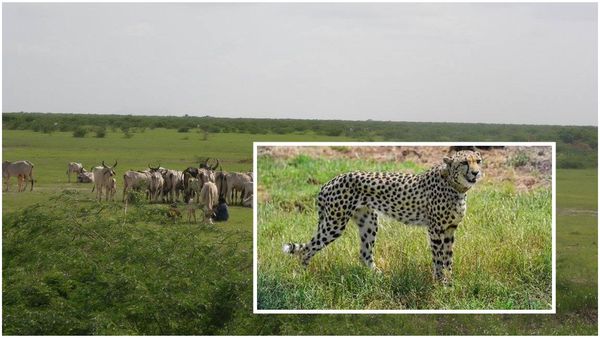 ચિત્તા સંવર્ધન કેન્દ્ર: પુનઃસ્થાપિત થયા 13,000 હેક્ટર જમીન પર બન્ની ઘાસના મેદાનો