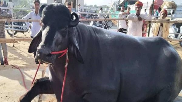 ભારતનો સૌથી મોંઘો પાડો, કિંમત એટલી કે ગાડી, બંગલો અને જમીન બધુ આવી જાય