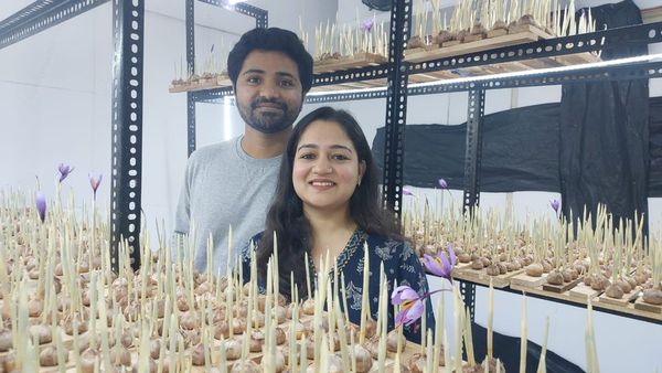 વડોદરાના યુવા કપલે કરી કમાલ, માટી વગર રૂમમાં જ કરી કાશ્મીરી કેસરની ખેતી