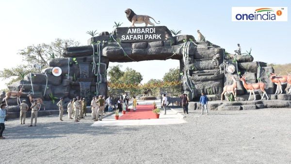 આંબરડી સફારી પાર્કને મળ્યા છ વરુઓ, જાણો ખાસ વાતો