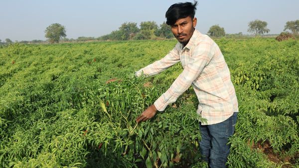 ખેતી સમાચાર : મરચાની ખેતીથી લાખોની આવક મેળવતા યુવા ખેડૂતને મળો