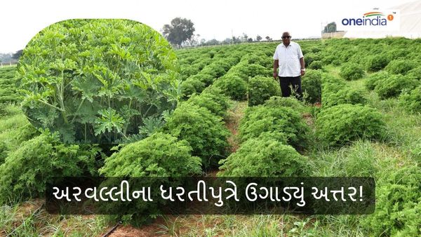 અરવલ્લીના ધરતીપુત્રે ઉગાડ્યું અત્તર! આ રીતે કરી કમાલ