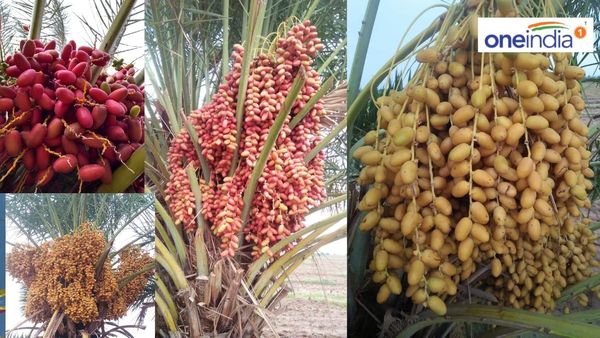 GI-ટેગ સાથે કચ્છની દેશી ખારેકે રચ્યો ઇતિહાસ