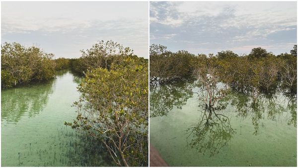 હરિયાળું બનશે ગુજરાત, વન વિભાગે સાઇન કર્યા 2,217 કરોડના 3 એમઓયુ