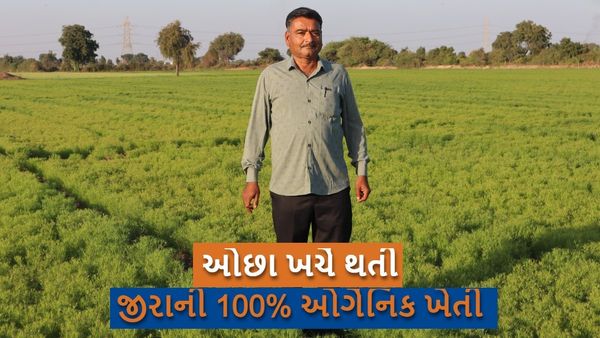EXCLUSIVE : મળો જીરાની 100 ટકા ગાય આધારિત ખેતી કરી કમાલ કરનારા ખેડૂતને