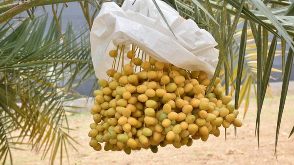 શું છે GI ટેગ? જાણો તેનાથી ખેડૂતોને શું ફાયદો થાય અને કેવી રીતે મળે?