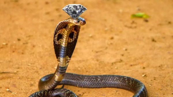 કયા સાપ પાસે હોય છે નાગમણી? લોકો કેવી રીતે ઓળખી શકે?