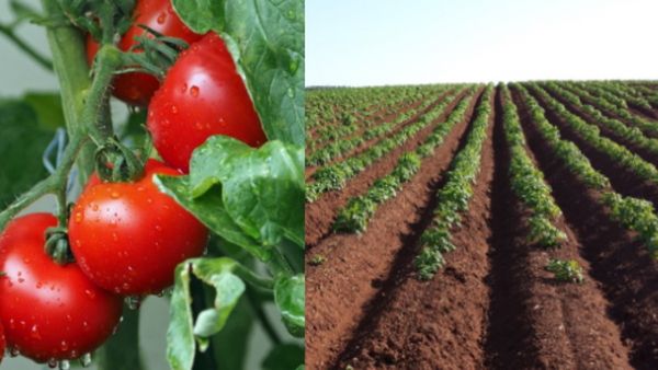 બટાટાના છોડ પર ટામેટા ઉગાડીને હરિણાયાના ખેડૂતે ચમત્કાર કર્યો
