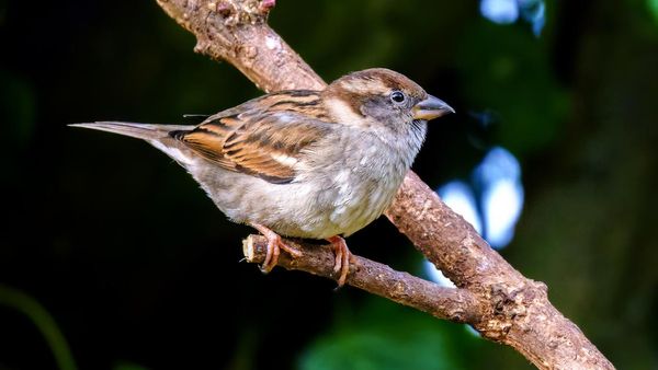 શહેરોમાંથી કેમ ગાયબ થઈ રહ્યાં છે પક્ષીઓ? જાણો શું છે કારણ?