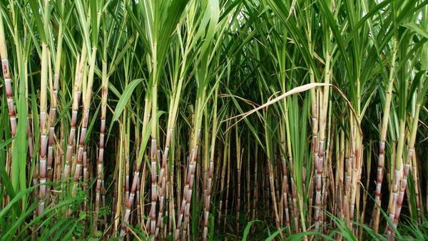 શેરડી પકવતા ખેડૂતો માટે માઠા સમાચાર, સરકારના આ પગલાથી ખેડૂતોને મોટુ નુકસાન