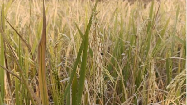 ખોટા સેટેલાઈટ સર્વેને કારણે ઓડિશાના ખેડૂતોને મોટુ નુકસાન