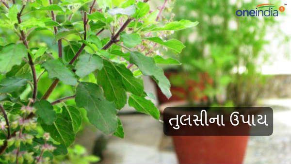 Tulsi na Upay: કરિયરમાં સફળતા મેળવવા માટે કરો તુલસીના ઉપાય