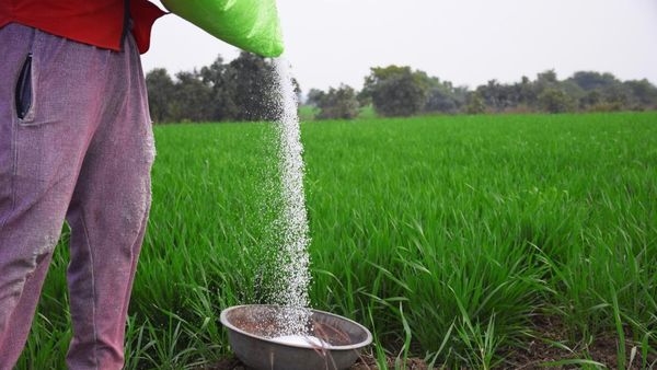 યુરિયા સાથે આ ખાતરનો ક્યારેય ઉપયોગ ન કરો, મોટા પાયે ઘટી જશે ઉત્પાદન