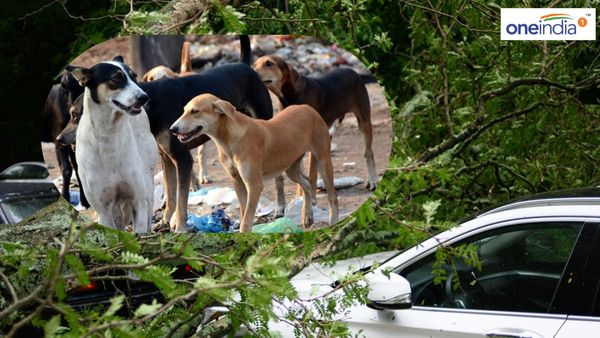 રખડતા કૂતરાનો જીવ બચાવતા પત્ની ગુમાવી, જાત સામે નોંધાવી FIR