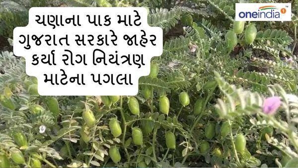 ચણાના પાક માટે ગુજરાત સરકારે જાહેર કર્યા રોગ નિયંત્રણ માટેના પગલા