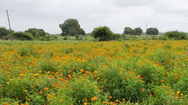 ફૂલોના વાવેતરમાં રાજકોટ જિલ્લો અવ્વલ, 24 હેક્ટરમાં ગુલાબ અને 67 હેક્ટરમાં ગલગોટાનું વાવેતર