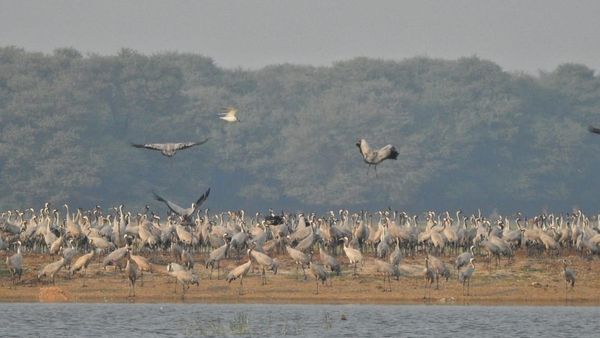 થોળમાં અંદાજિત ૪૫ થી ૫૦ હજાર પક્ષીઓ, છેલ્લાં ત્રણ વર્ષમાં અંદાજિત ૧ લાખ ૬૫ હજારથી વધુ પર્યટકોએ મુલાકાત લીધી
