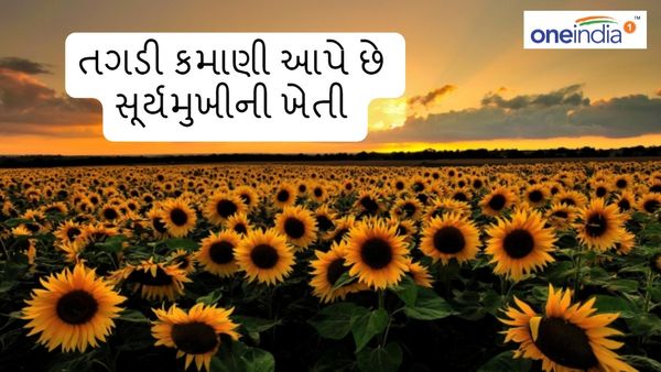 Agriculture News: વર્ષમાં ત્રણ વાર લઇ શકો છે આ પાક, આપશે તગડી કમાણી