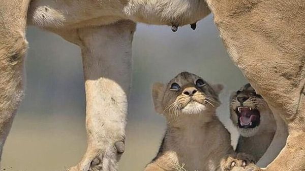 સિંહણનું દૂધ માણસ પીવે તો શું થાય? જાણો શું કહે છે જાણકારો?