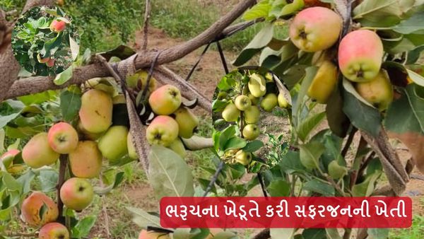 Agriculture news: ભરૂચના ખેડૂતે કરી સફરજનની ખેતી, જાણો કેવી રીતે?