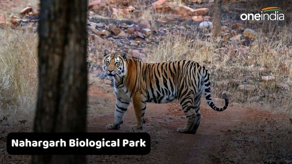 જો તમે જયપુર જાવ તો Nahargarh Biological Parkની પણ લો મુલાકાત, જાણો અહીં શું છે ખાસ