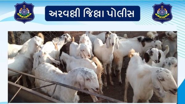 Modasa Crime news: મોડાસા પોલીસે બકરી ઈદ પૂર્વે કરી રેડ, 103 પશુઓને બચાવી લેવાયા