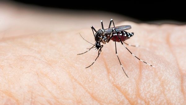 Dengue : ડેન્ગ્યુના કારણે આ લોકોના થાય છે સૌથી વધુ મોત, જાણો કેમ?