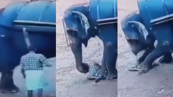 Video : હાથીની મસ્તી મોત સુધી લઈ ગઈ, પગથી કચડીને મોતને ઘાટ ઉતારતો ખૌફનાક વીડિયો સામે આવ્યો