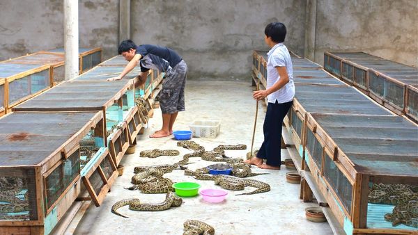 Snake Farming : અહીંના લોકો કરે છે ખતરનાક સાપની ખેતી, જાણો કેમ?