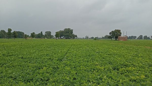 Agriculture : ગુજરાતમાં 10 જૂલાઈ સુધીમાં કેટલુ ચોમાસું વાવેતર થયુ? જાણો અત્યારસુધીના વરસાદના આંકડા