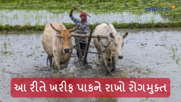 Agriculture news: ખેડૂતો ખાસ વાંચે! આ રીતે ખરીફ પાકને રાખો રોગમુક્ત