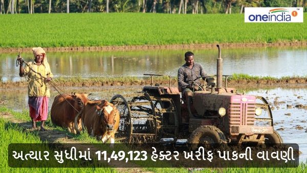 Agriculture news: અત્યાર સુધીમાં 11,49,123 હેક્ટર ખરીફ પાકની વાવણી, સામાન્ય કરતા 103.48 ટકા વધુ