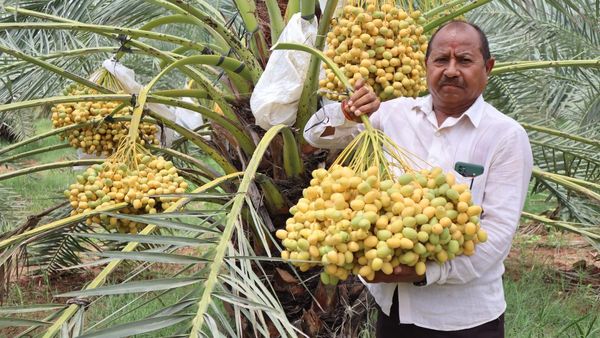Agriculture : જાણો કચ્છી ખારેકને સૌથી પહેલા ઝાલાવાડમાં લાવનારા ખેડૂતની સફળતાની કહાની