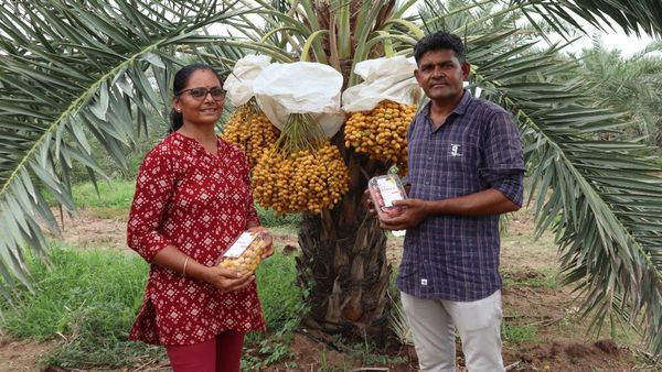 Exclusive : મળો કચ્છની મીઠી ખારેકની ઓર્ગેનિક ખેતીથી લાખોની કમાણી કરતા ખેડૂત દંપતિને