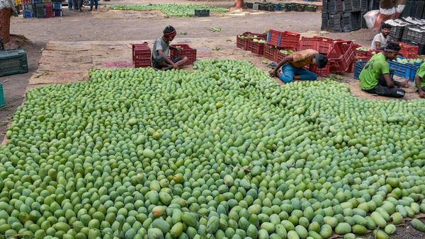 National Mango Day : સૌથી પહેલા ક્યાં થઈ હતી કેરીની ખેતી? જાણો કેવી રીતે Mango નામ મળ્યુ?