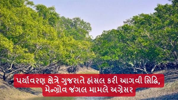 Mangrove Forest: પર્યાવરણ ક્ષેત્રે ગુજરાતે હાંસલ કરી આગવી સિદ્ધિ, મેન્ગ્રોવ જંગલ મામલે અગ્રેસર