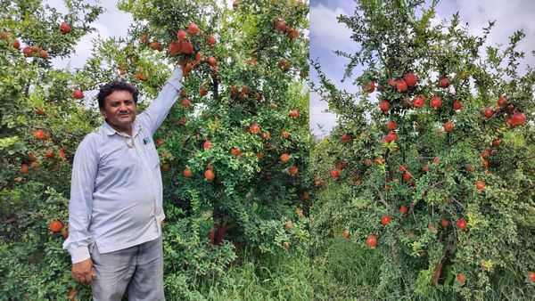 Agriculture : 18 વીઘાના દાડમ અને 80 ટન દાડમનું ઉત્પાદન, જાણો ખેડૂતની સફળતાની કહાની