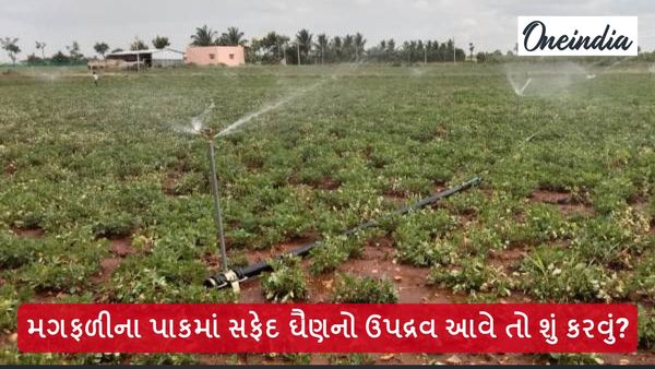 મગફળીના પાકમાં સફેદ ઘૈણનો ઉપદ્રવ આવે તો શું કરવું?