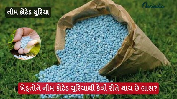 નીમ કોટેડ યુરિયાના ઉત્પાદનમાં ગુજરાત અગ્રેસર, જાણો ખેડૂતોને કેવી રીતે થાય છે લાભ