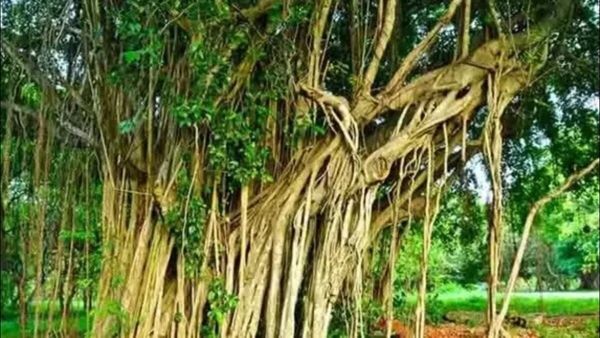 Buddh Ni Pida: વડના ઝાડથી દૂર થશે બુધની પીડા, જાણો ફાયદા