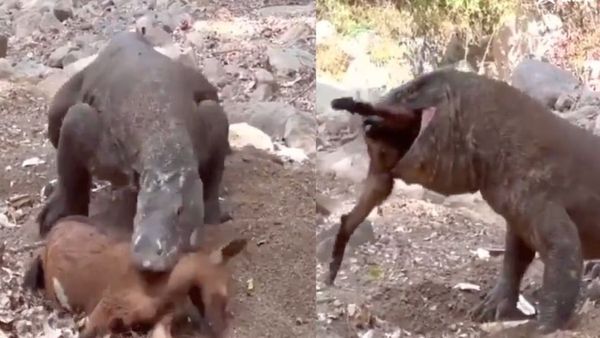 Video : માત્ર 30 સેકન્ડમાં પુરી બકરી ખાઈ ગઈ મોટી ગરોળી, જુઓ વીડિયો