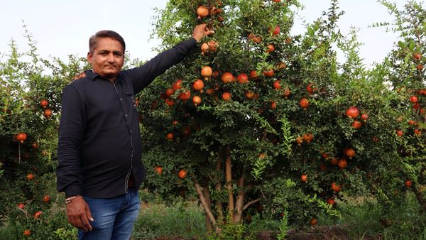 Pomegranate farming : 100 વીઘાના દાડમનું વાવેતર કરી કરોડોનું ઉત્પાદન લેતા ખેડૂતની સફળતાની કહાની