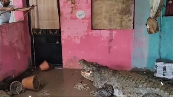 Video: વડોદરામાં ભારે વરસાદે સર્જી આફત, રહેણાંક વિસ્તારોમાં ઘૂસી રહ્યા વિશાળકાય મગર, લોકોમાં ભય