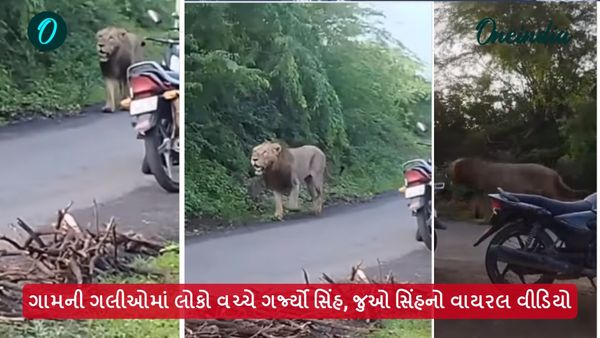 ગામની ગલીઓમાં લોકો વચ્ચે ગર્જ્યો સિંહ, જુઓ સિંહનો વાયરલ વીડિયો