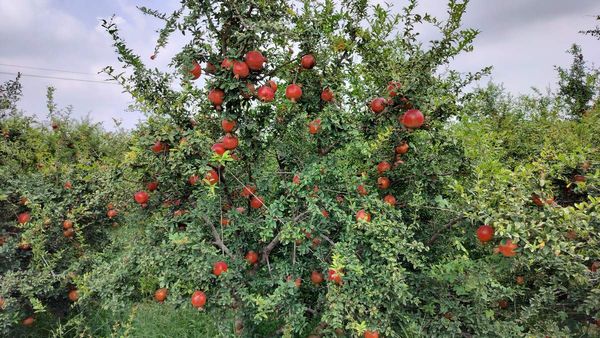 Pomegranate Farming : દાડમની ખેતીનું હબ બનવા તરફ મોરબીનો હળવદ તાલુકો, કેમ ખેડૂતો દાડમની ખેતી અપનાવી રહ્યાં છે?