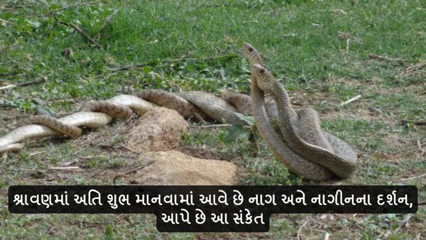 શ્રાવણમાં અતિ શુભ માનવામાં આવે છે નાગ અને નાગણીના દર્શન, આપે છે આ સંકેત
