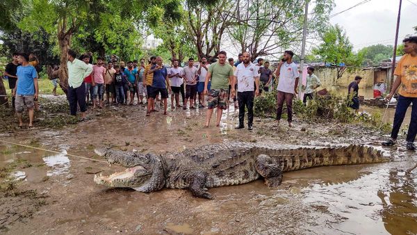 Vadodara Crocodile Rescue : વડોદરામાં પૂરના પાણી વચ્ચે ઘરમાંથી 14 ફૂટના મગરનું રેસ્ક્યુ કરાયુ, જુઓ વીડિયો