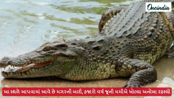 આ સ્થળે આપવામાં આવે છે મગરની બલી, હજારો વર્ષ જૂની મમીએ ખોલ્યા અનોખા રહસ્યો